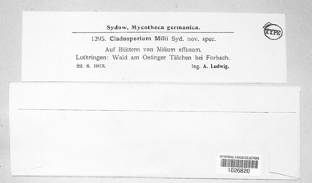 Cladosporium milii image
